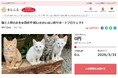 静岡県函南町とさとふる、飼い主のいない猫の繁殖抑制を進め人と猫が共生していけるまちづくりを目指し、寄付受け付けを開始