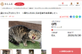 山形県川西町とさとふる、飼い主のいない猫や適正飼養が行われていない猫の不妊去勢手術費用の一部助成のため寄付受け付けを開始