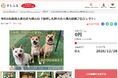 岡山県岡山市とさとふる、保護した野犬の人馴れ訓練と譲渡を推進するため寄付受け付けを開始