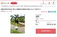 兵庫県川西市とさとふる、竹炭生産の復興による竹林整備と土壌改良を行い、「ジャンボにんにく」を川西市の新たな特産品にするため、寄付受け付けを開始