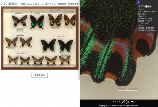 昆虫標本 800ppiスキャン画像。