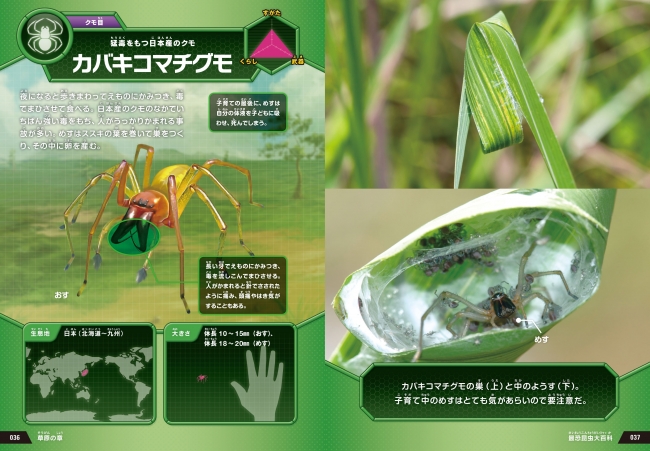 ▲日本にすむ毒グモ、カバキコマチグモ。昆虫以外の節足動物もばっちり紹介。