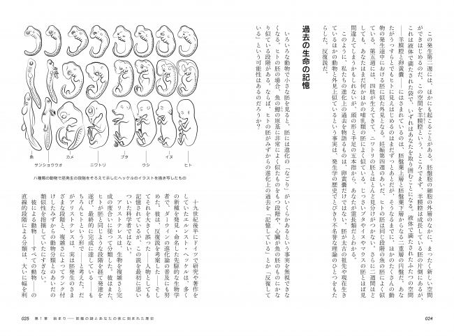 ▲ヒトの胚の場合、魚のえらの原基によく似たものをもつ段階がある