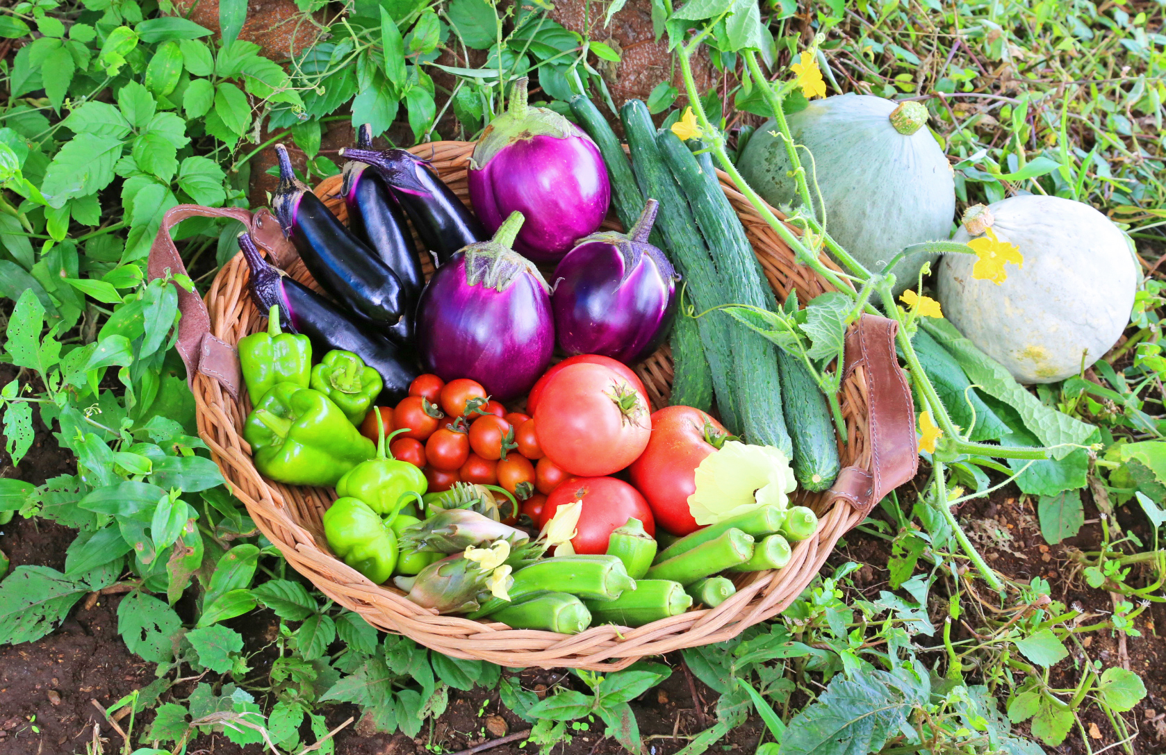 『みそ汁はおかずです』10万部突破記念 ハッシュタグキャンペーン開催！（〆切2018年7月31日）『野菜だより』編集