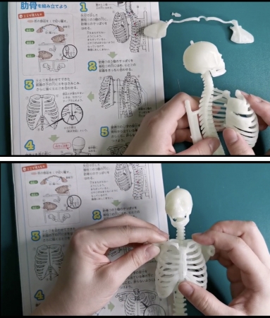 ▲リアルな模型をパズルのように組み立てるうちに、体のつくりや骨の形に詳しくなれる。