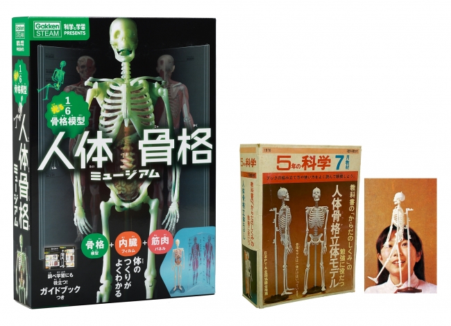 ▲「科学」の大人気ふろくだった人体骨格模型が、リニューアル新発売！　左：新発売の『人体骨格ミュージアム』、右：「科学」のふろくだった人体骨格模型。80年代まではひじやひざの関節が曲がらない仕様だった