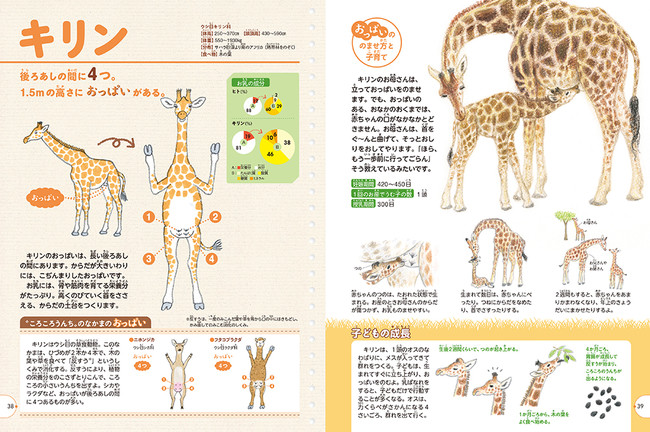 What Animal Boobs Is Now A Picture Book How Many Panda Boobs Are There Where Are The Elephant S Boobs This One Book Solves All Your Boobs Questions Japan News