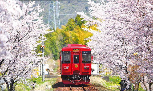 サクラのトンネルを走る、「長良川鉄道」の観光列車『ながら』