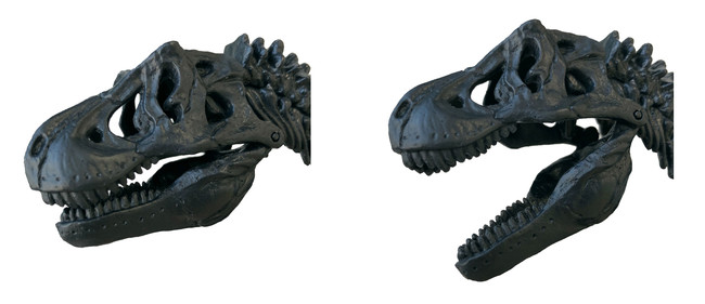 目の前に最強恐竜の骨格が蘇る 科学 の学研から 全長約40cmの骨格模型と頭骨の実物大ポスターがセットになった 究極のティラノサウルスキットが新発売 株式会社 学研ホールディングスのプレスリリース
