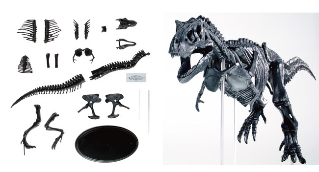 目の前に最強恐竜の骨格が蘇る 科学 の学研から 全長約40cmの骨格模型と頭骨の実物大ポスターがセットになった 究極のティラノサウルスキットが新発売 株式会社 学研ホールディングスのプレスリリース
