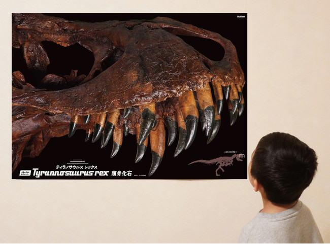 目の前に最強恐竜の骨格が蘇る 科学 の学研から 全長約40cmの骨格模型と頭骨の実物大ポスターがセットになった 究極のティラノサウルスキットが新発売 株式会社 学研ホールディングスのプレスリリース
