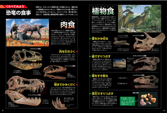 ▲「恐竜の食事」特集では、肉食恐竜と植物食恐竜の頭骨と歯の形をくらべる。