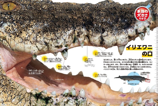 ▲「本当の大きさです」では、実物大の危険生物に圧倒されます！