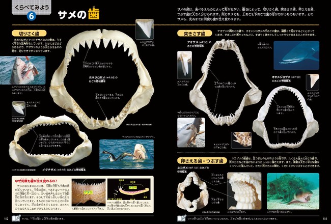 ▲「くらべてみよう」では、さまざまな危険生物の武器を比較します。