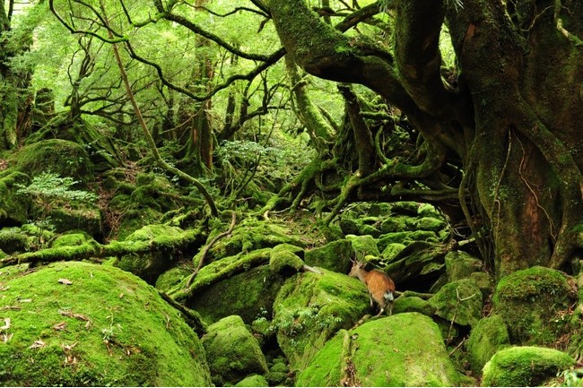 幽玄な原生林風景が広がる屋久島・白谷雲水峡。散策中にヤクシカに出合うことも ©iStock