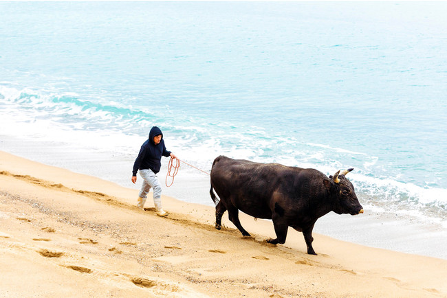 浜辺を散歩する闘牛。徳之島は闘牛文化を持つ