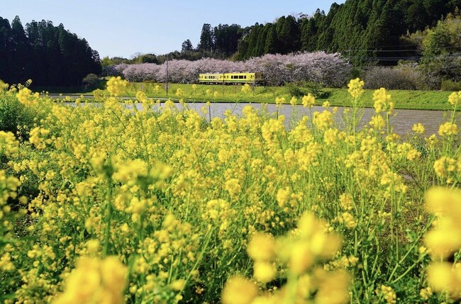 ▲春頃には、菜の花畑を走るポンちゃん車両を楽しめます。