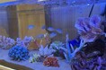 学ベルイベント「わくわく　移動水族館」開催
