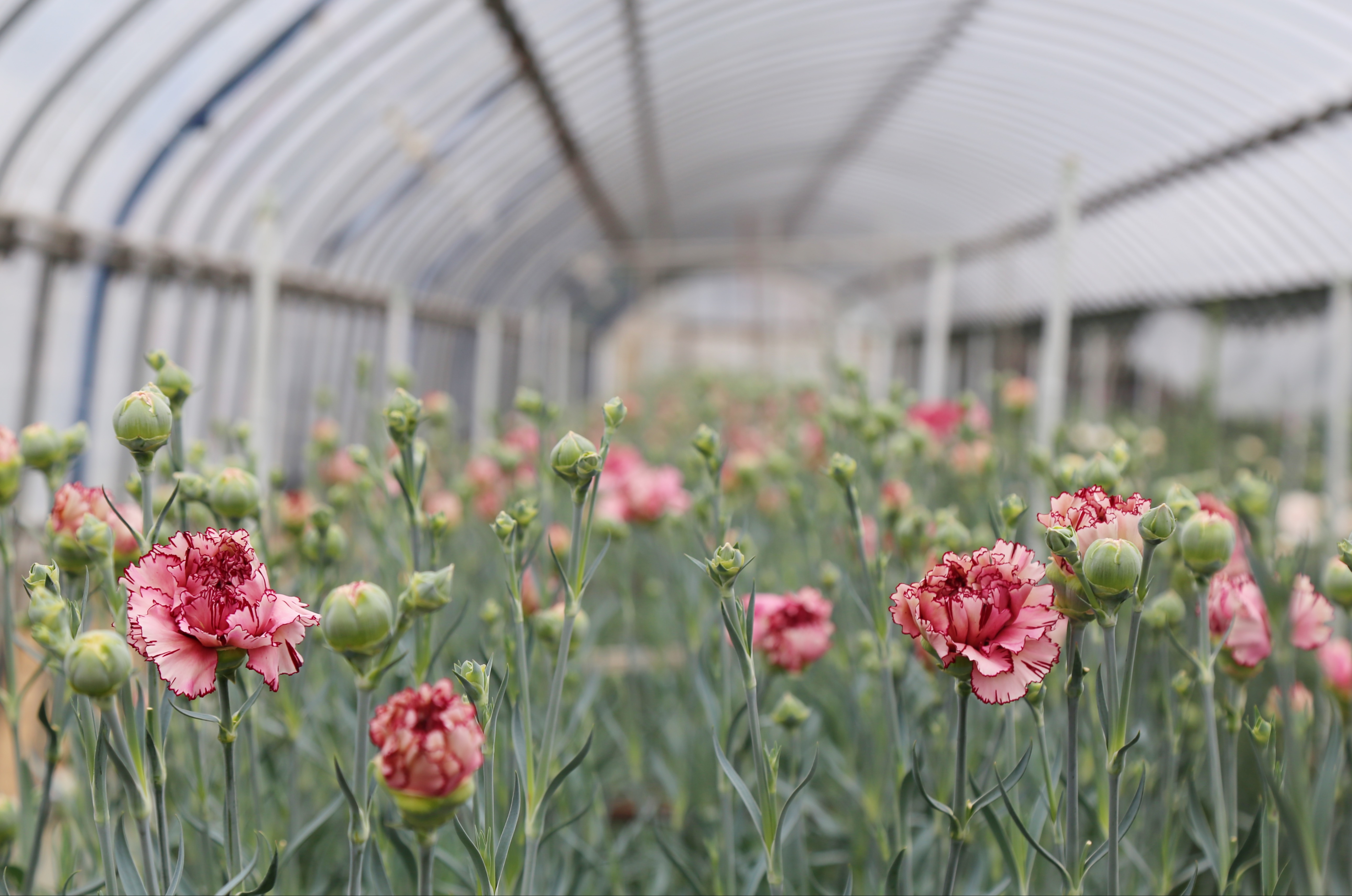 花のある生活を 贈る 生産農家に足を運び選び抜いたこだわりの花が主役 サステナブルな母の日ギフト Botanic Inc のプレスリリース