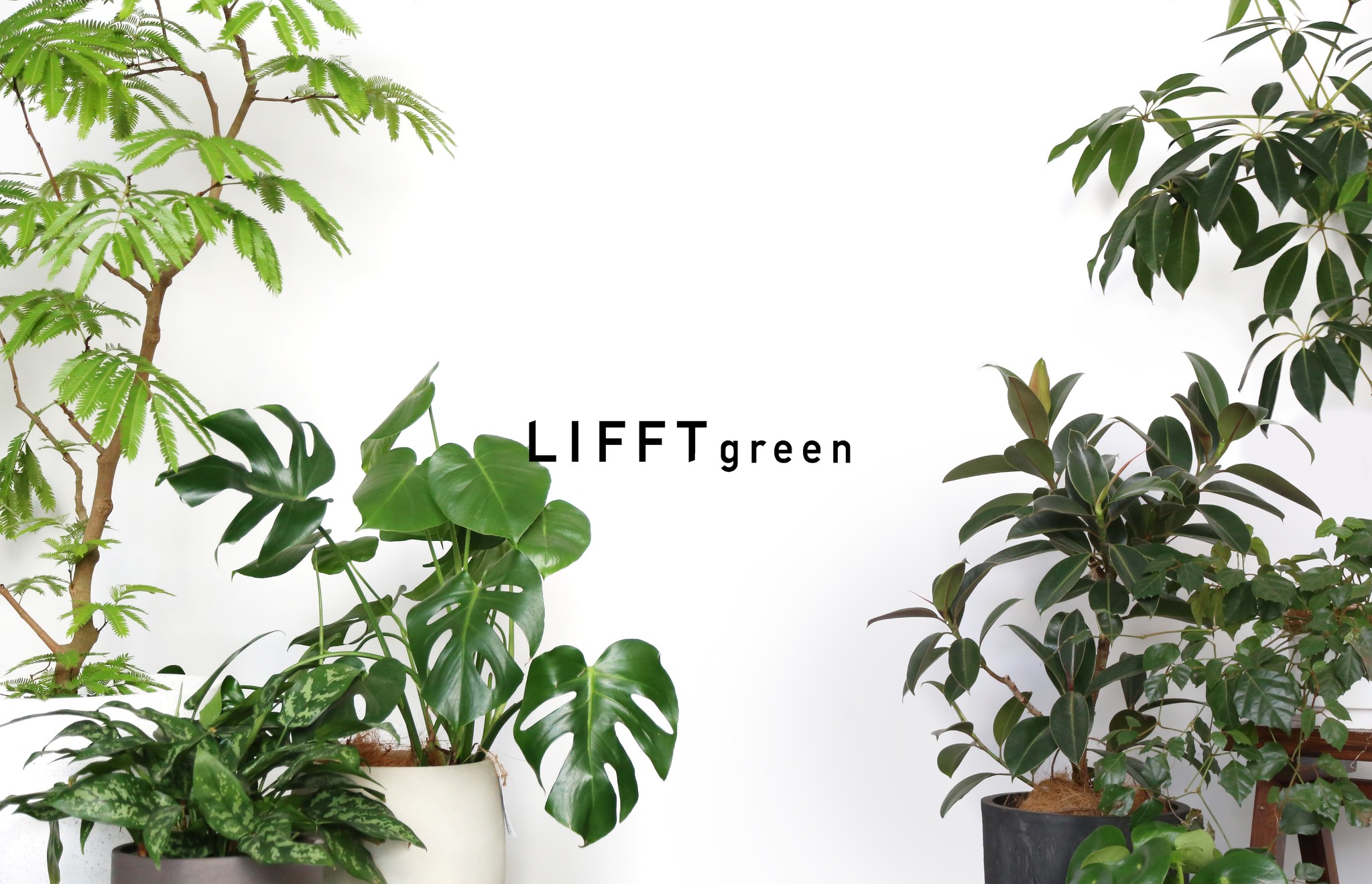 植物選び おうち時間をもっと楽しく 観葉植物に特化した新サービス Lifft Green 提供開始 Botanic Inc のプレスリリース