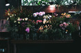 ホステル＆カフェバー「Nui. HOSTEL & BAR LOUNG」にこだわりの花屋「ex. flower shop & laboratory KURAMAE（蔵前）」をリニューアルオープン