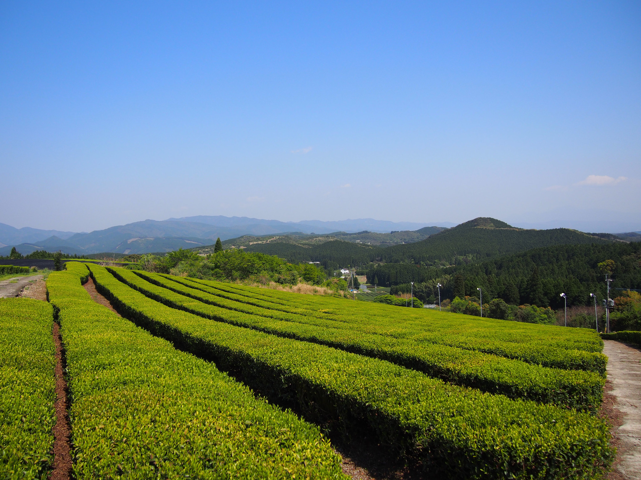 秘湯の地で癒し体験 みなまた和紅茶の茶摘み 茶もみ体験ツアー を開催します 水俣市役所のプレスリリース