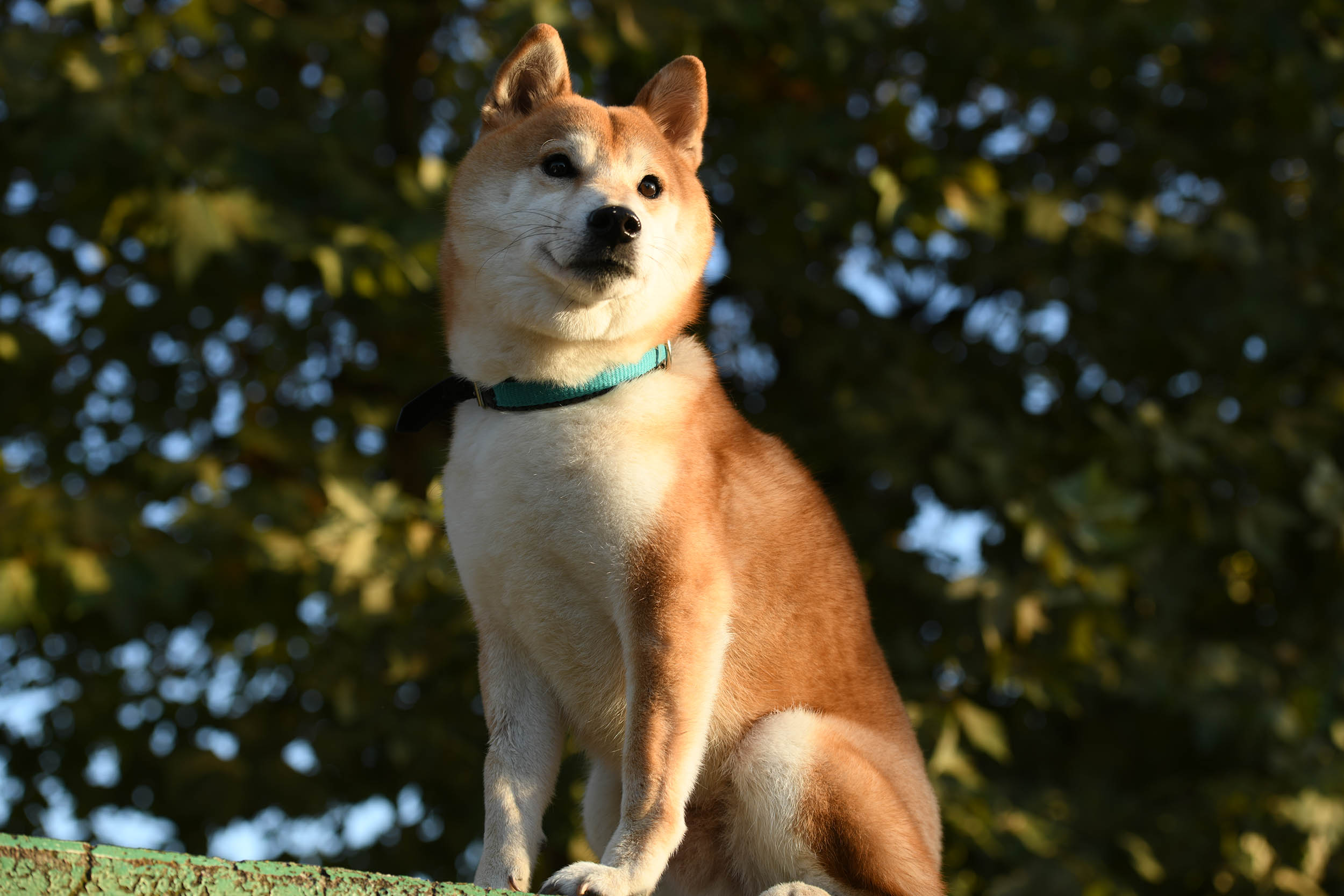 産学共同プロジェクト 映画 柴公園 特報映像 場面写真公開 ドラマ 柴公園 再放送決定 学校法人吉田学園のプレスリリース