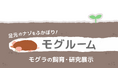 西日本で唯一！謎に包まれたモグラの観察ができる新展示施設「モグルーム」を9月3日から公開【のんほいパーク】