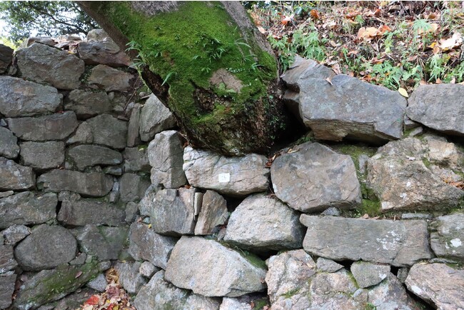 樹木の成長による石垣の損傷