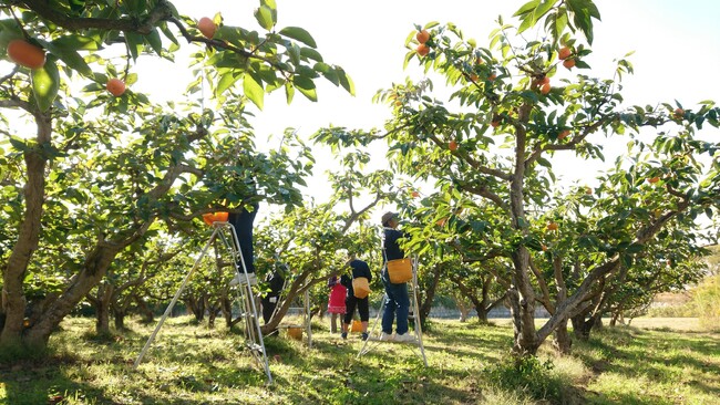 「百年柿園ベル・ファーム」圃場 「百年柿園ベル・ファーム」圃場