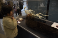 のんほいパークにもラッコはいた! 愛知県・豊橋市自然史博物館でラッコの標本展示中
