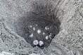 愛知・豊橋の表浜海岸 今シーズン初のアカウミガメの上陸、産卵を確認