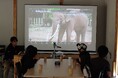 【参加者募集】のんほいのんほいのんほいパーク×ボルネオ島がリアルタイム交流! 小学生と考える野生動物の未来