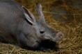 【のんほいパーク】豊橋総合動植物公園に「ツチブタ(名前募集中)」と「サーバル」が新しく仲間入りしました!