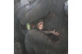 【豊橋総合動植物公園】愛くるしいチンパンジーの赤ちゃんに会える！一般公開スタート＆名前投票も