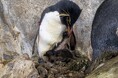 ペンギンの子育てシーズン到来 ！ のんほいパークへ、今だけの姿を見に来てください！