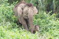 【小学生を大募集】「絶滅危機のボルネオゾウと仲良く暮らすには⁉」マレーシア＆日本の子どもたちが一緒に考えるSDGsワークショップ