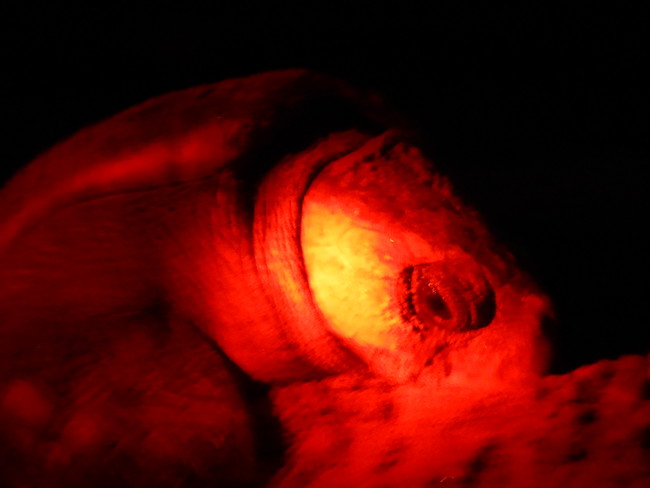 産卵中のアカウミガメ