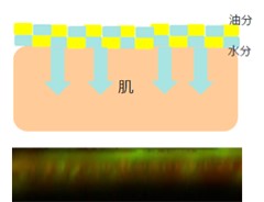 油分と水分が混ざり合って肌に浸透する様子