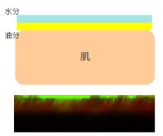 一般的な乳液の油分が先に肌に浸透する様子