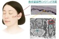 老化細胞が「掃除機」のようにメラニンを取り込む新事実を発見