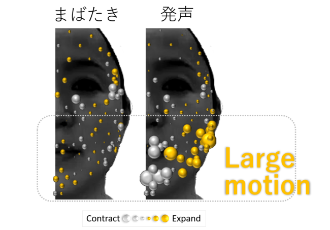 顔の動きと皮膚細胞サイズの関連