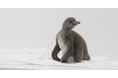【DMMかりゆし水族館】フンボルトペンギンの赤ちゃん「いちご」が待望のデビュー！