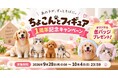 【DMM.make 3Dプリント】「ちょこんとフィギュア 1周年記念キャンペーン」を開催！対象商品をご購入で愛するペットの「オリジナル缶バッジ」をプレゼント！