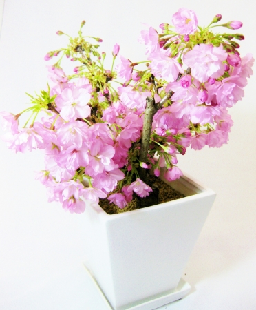 京都老舗花屋が開発した インテリア盆栽 がシンガポールで大人気 有限会社フラワーハウスおむろのプレスリリース