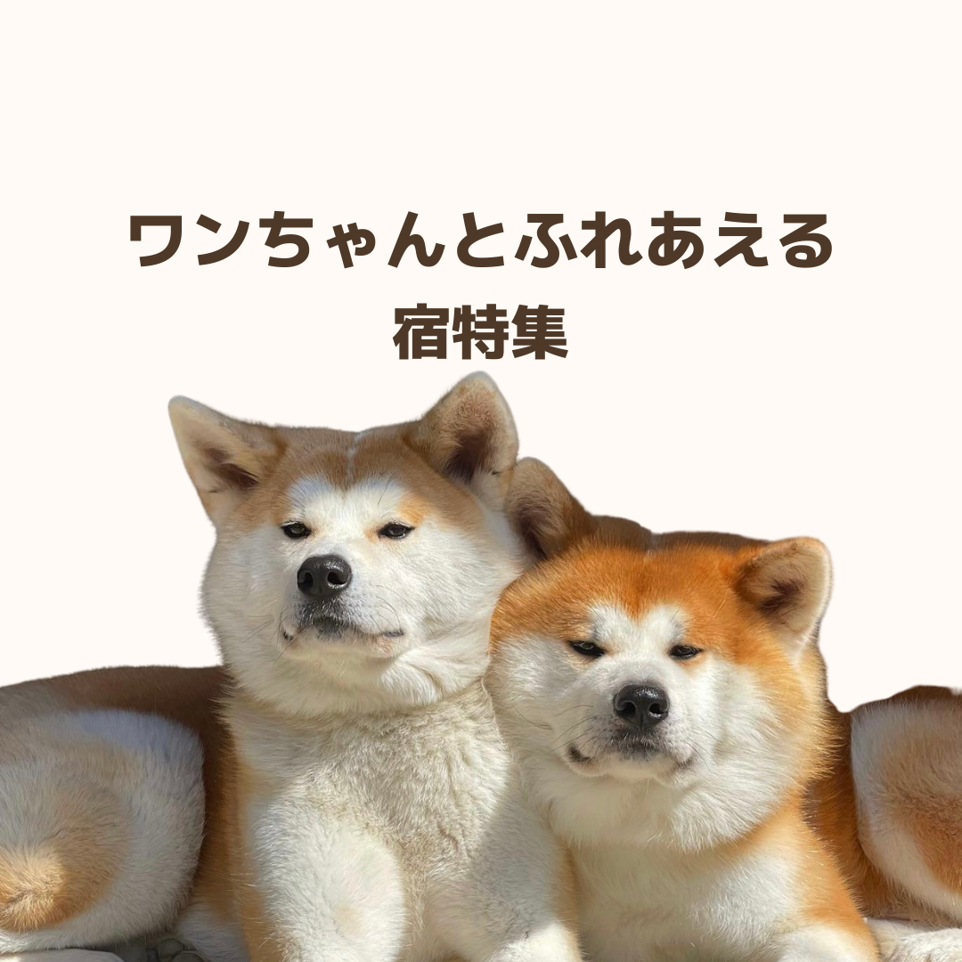 もふもふワンちゃんと触れ合える 看板犬がいる宿特集 を公開 株式会社百戦錬磨のプレスリリース