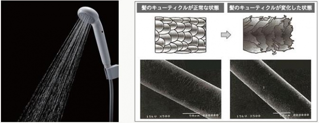 左／浄水シャワー　右／残留塩素の影響によって、タンパク質からなるキューティクル（毛小皮）が変化する。（出典：一般社団法人浄水器協会「残留塩素が毛髪に与える影響に関する調査」）