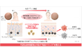 ノエビアグループ、北海道産丸大豆「音更大袖」の『豆乳由来発酵液』が免疫バランスを整えることを解明