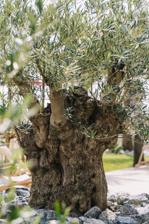 150 Olive tree by HADANA