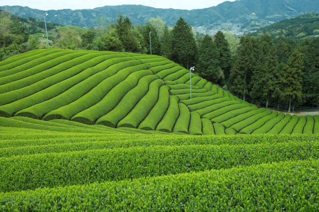 昨年人気の 茶畑をイメージした抹茶たっぷりのモンブラン が装いも新たに登場 株式会社福寿園のプレスリリース